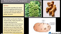 http://study.aisectonline.com/images/How Do Organisms Reproduce I.jpg